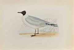 Masked Gull - Woodcut Print by Alexander Francis Lydon  - 1870