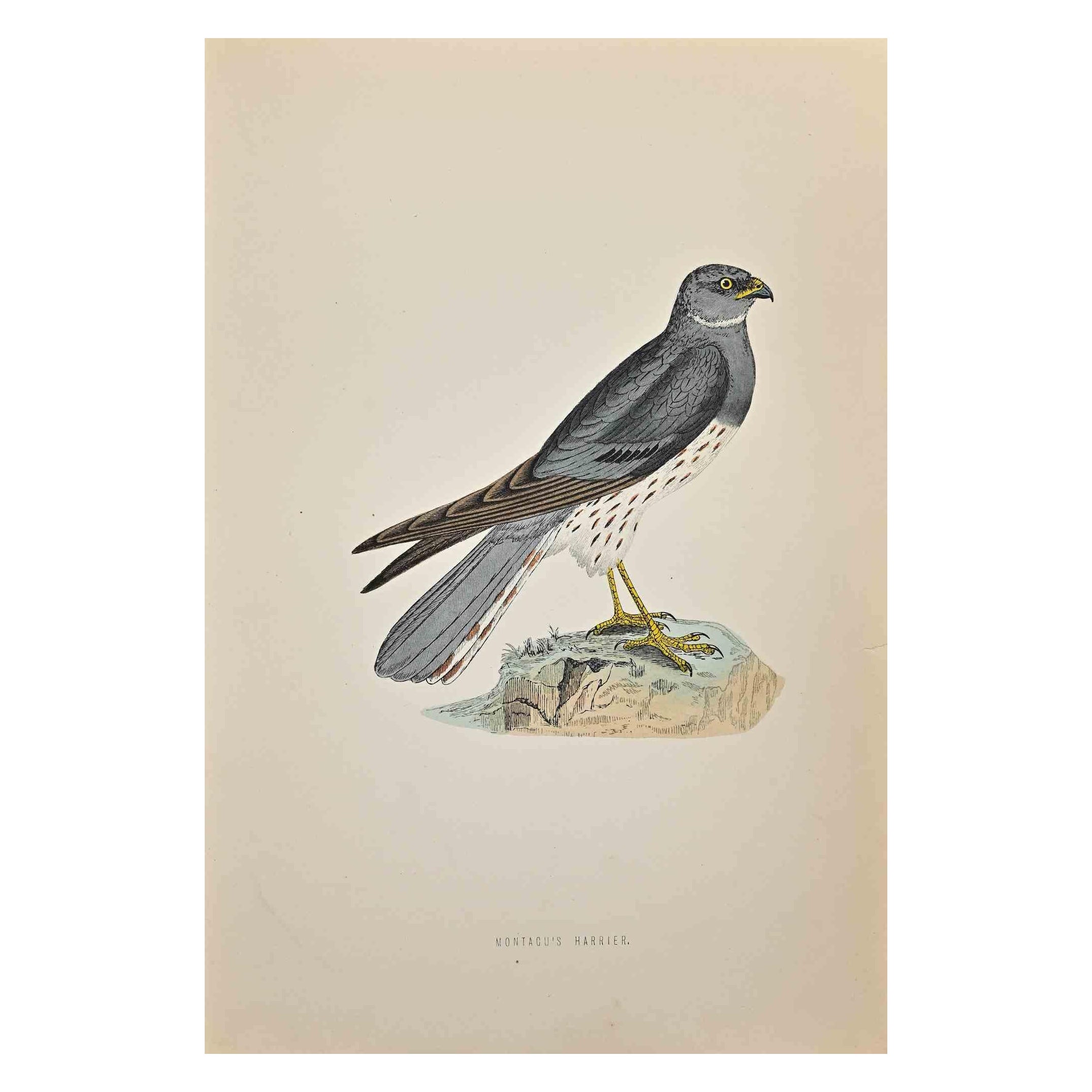 Montacu's Harrier ist ein modernes Kunstwerk, das 1870 von dem britischen Künstler Alexander Francis Lydon (1836-1917) geschaffen wurde.

Holzschnitt auf elfenbeinfarbenem Papier.

Handkoloriert, herausgegeben von London, Bell & Sons, 1870.  

Der