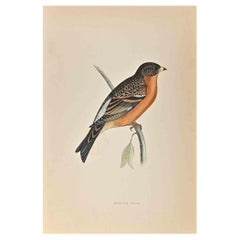 Mountain Finch - Woodcut Print by Alexander Francis Lydon  - 1870
