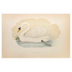 Cigno muto - Stampa xilografica di Alexander Francis Lydon  - 1870