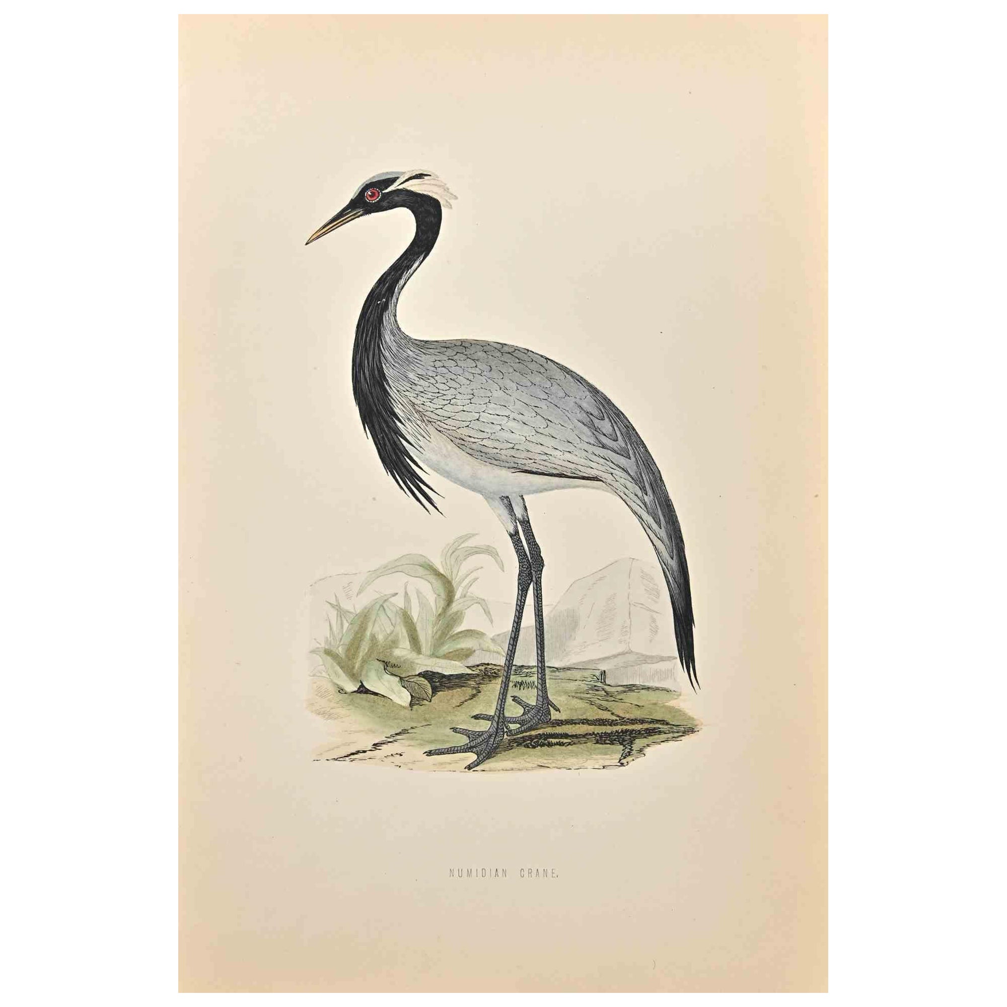 Grulla Numidiana - Grabado xilográfico de Alexander Francis Lydon  - 1870