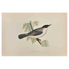 Orphean Warbler, gravure sur bois d'Alexander Francis Lydon  - 1870