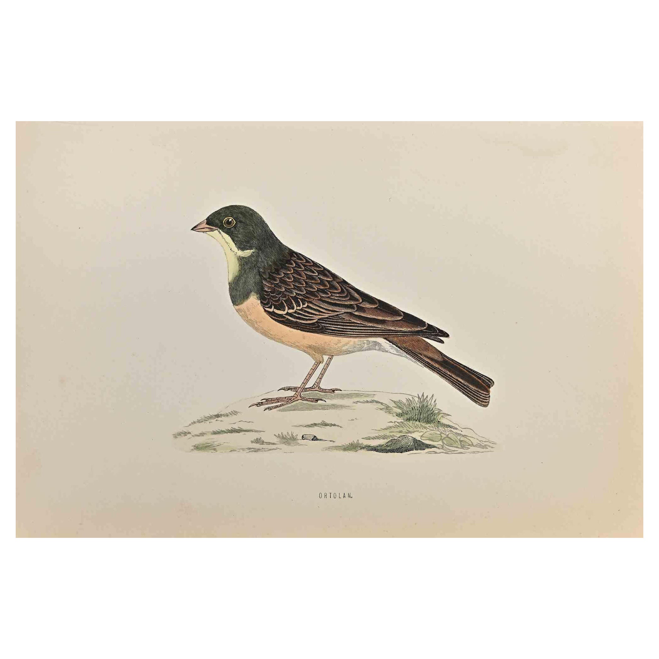 Ortolan - Stampa xilografica di Alexander Francis Lydon  - 1870