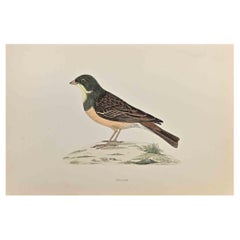 Ortolan - Woodcut Print by Alexander Francis Lydon  - 1870