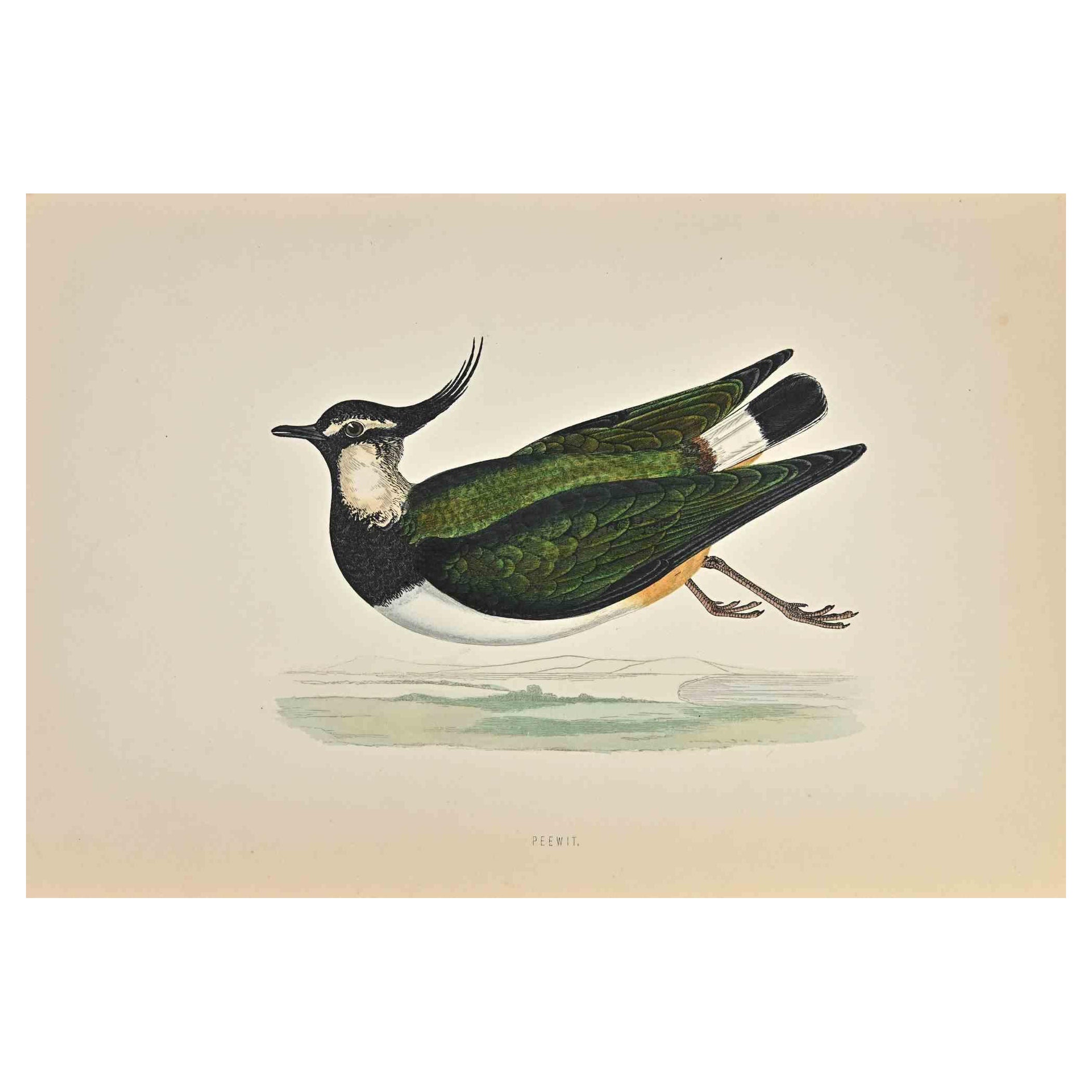 Peewit - Grabado xilográfico de Alexander Francis Lydon  - 1870