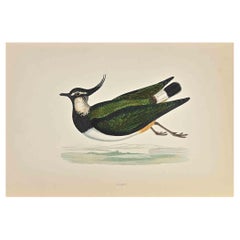 Peewit - Woodcut Print by Alexander Francis Lydon  - 1870