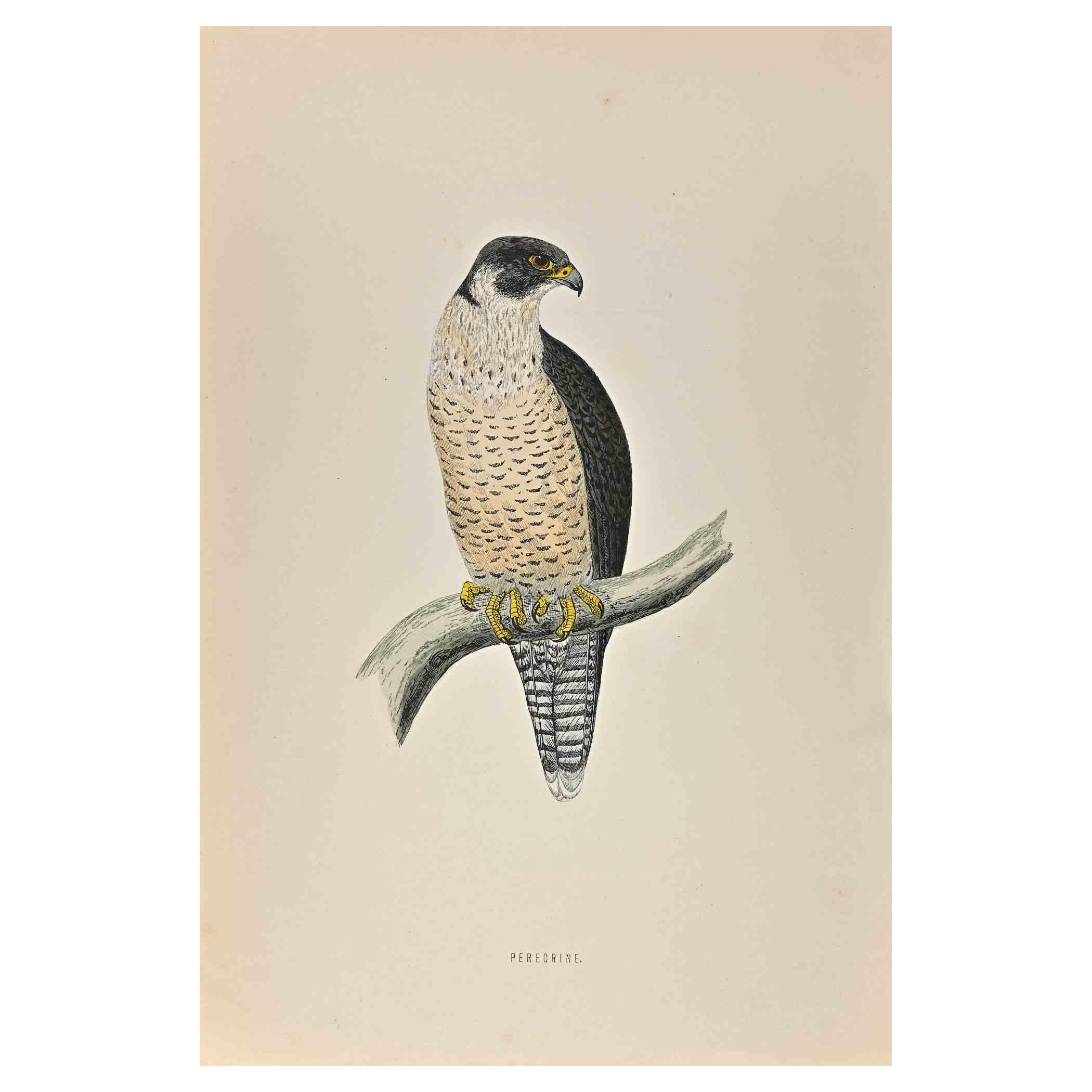 Peregrino es una obra de arte moderno realizada en 1870 por el artista británico Alexander Francis Lydon (1836-1917) . 

Grabado xilográfico, coloreado a mano, publicado por Londres, Bell & Sons, 1870.  Nombre del ave impreso en placa. Esta obra
