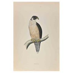 Peregrine - Holzschnittdruck von Alexander Francis Lydon  - 1870