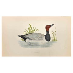 Pochard - Stampa xilografica di Alexander Francis Lydon  - 1870