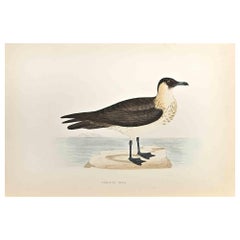 Skua Pomerina - Stampa xilografica di Alexander Francis Lydon  - 1870