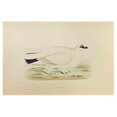 Ptarmigan - Woodcut Print by Alexander Francis Lydon  - 1870