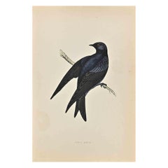 Purple Martin - Stampa xilografica di Alexander Francis Lydon  - 1870