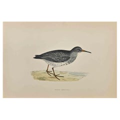 Purple Sandpiper - Woodcut Print by Alexander Francis Lydon  - 1870