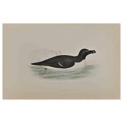 Razor- Bill - Mixed Colored Woodcut Print - 1870