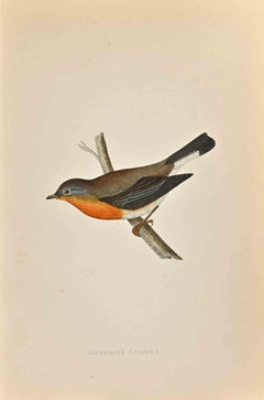 Red-Breasted Flycatcher - Woodcut Print by Alexander Francis Lydon  - 1870