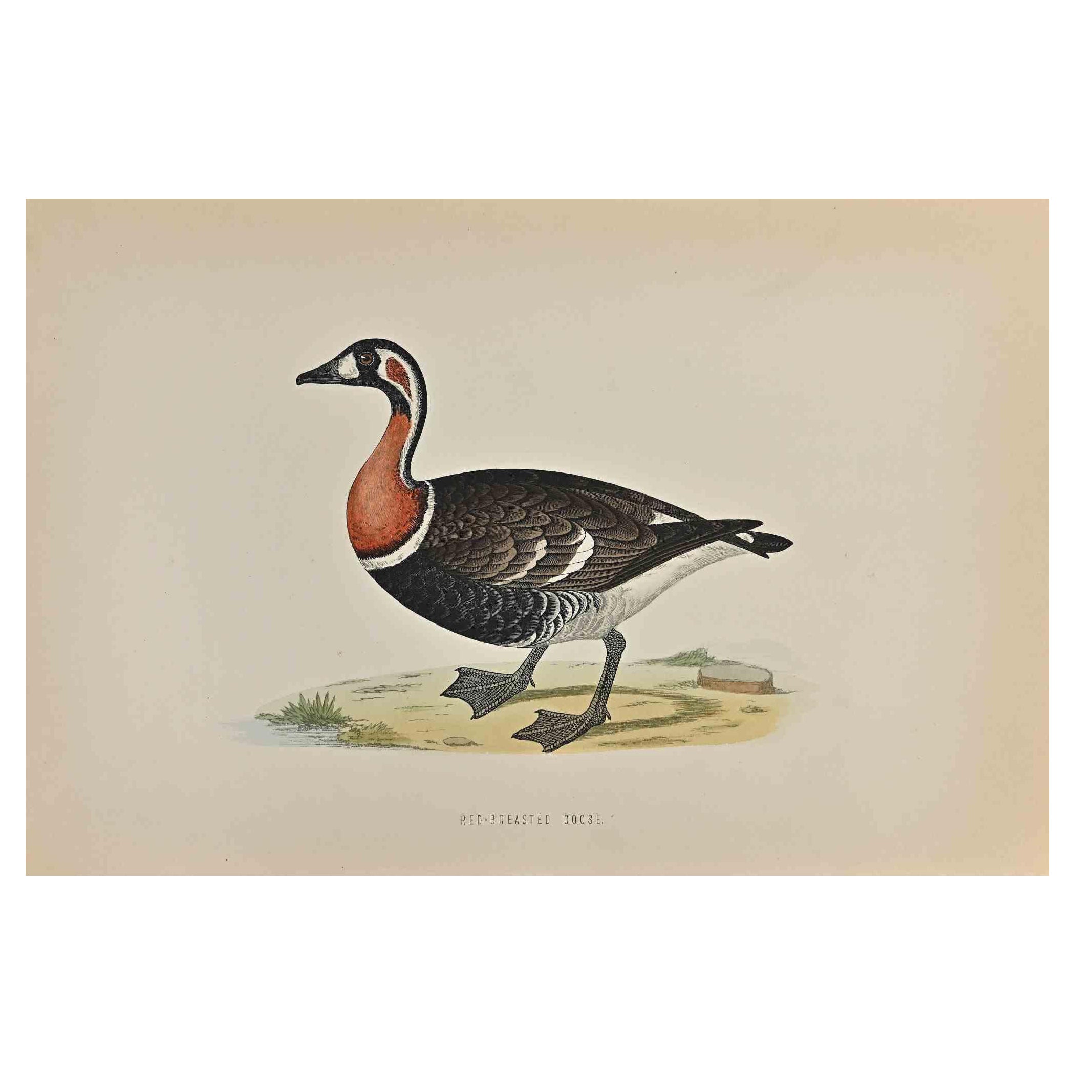 Red-Breasted Goose – Holzschnitt-Druck von Alexander Francis Lydon  - 1870