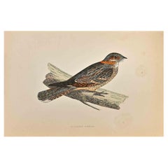 Succiacapre dal collo rosso - Stampa xilografica di Alexander Francis Lydon  - 1870