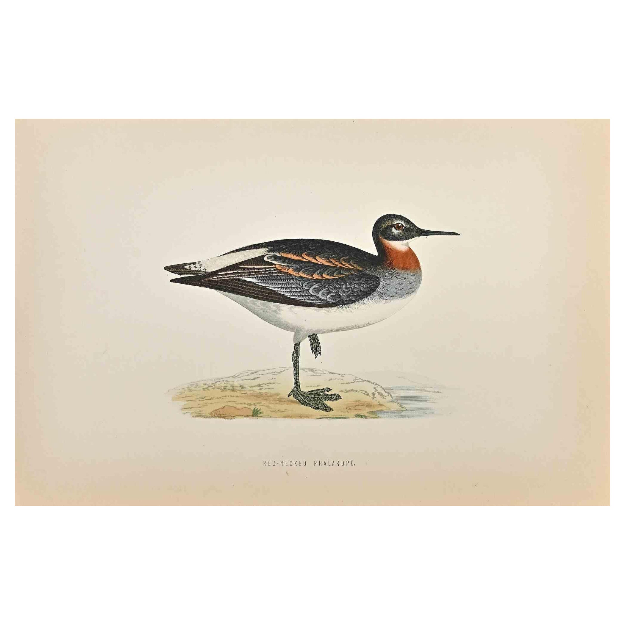 Phalarope à col roulé rouge - Impression sur bois d'Alexander Francis Lydon  - 1870