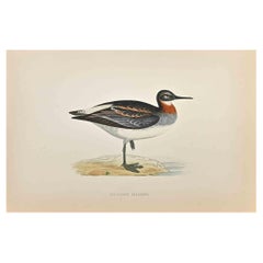 Falarope dal collo rosso - Stampa xilografica di Alexander Francis Lydon  - 1870