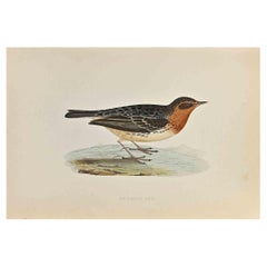 Bisbita de garganta roja - Grabado xilográfico de Alexander Francis Lydon  - 1870