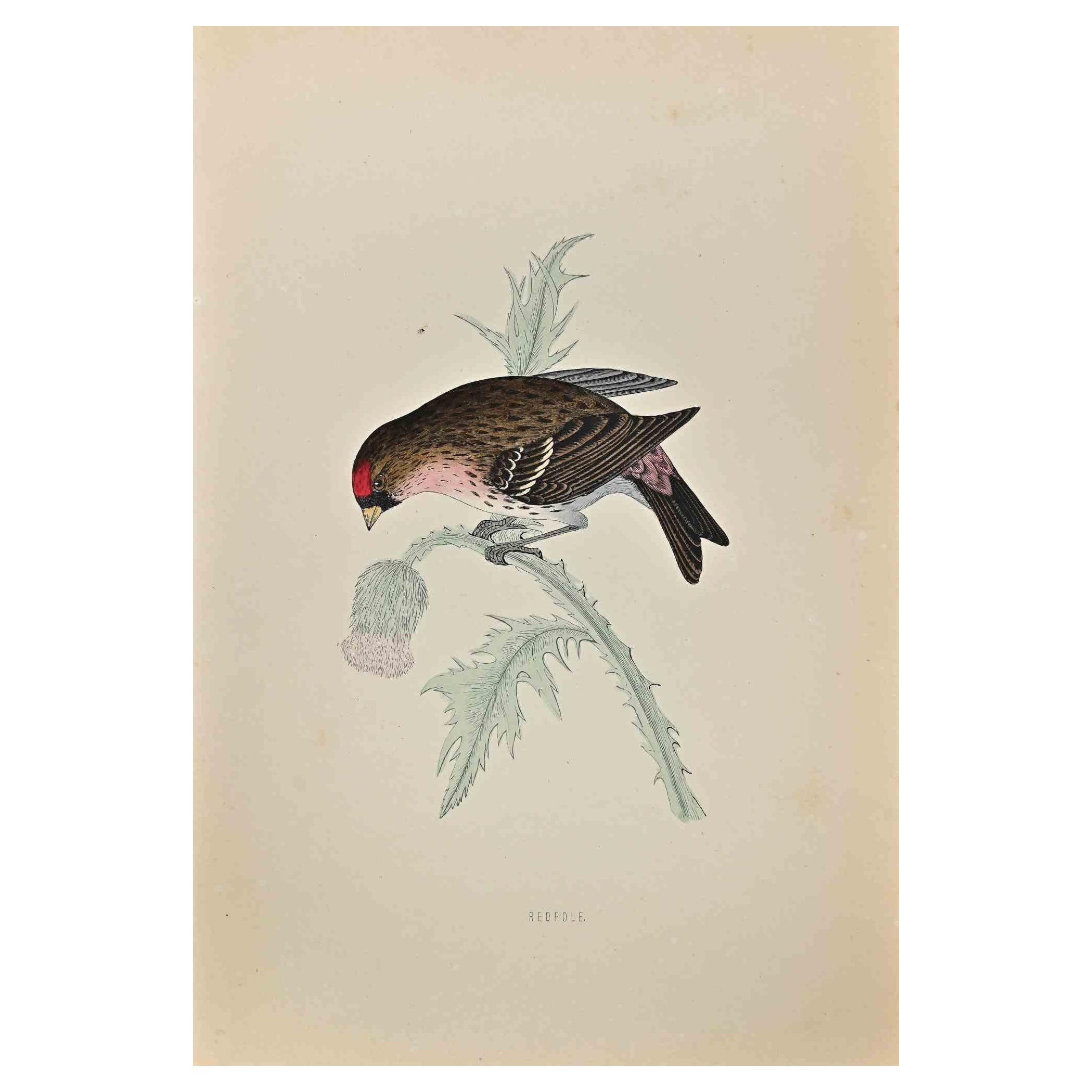 Redpole - Grabado xilográfico de Alexander Francis Lydon  - 1870