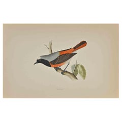 Redstart – Holzschnittdruck von Alexander Francis Lydon  - 1870