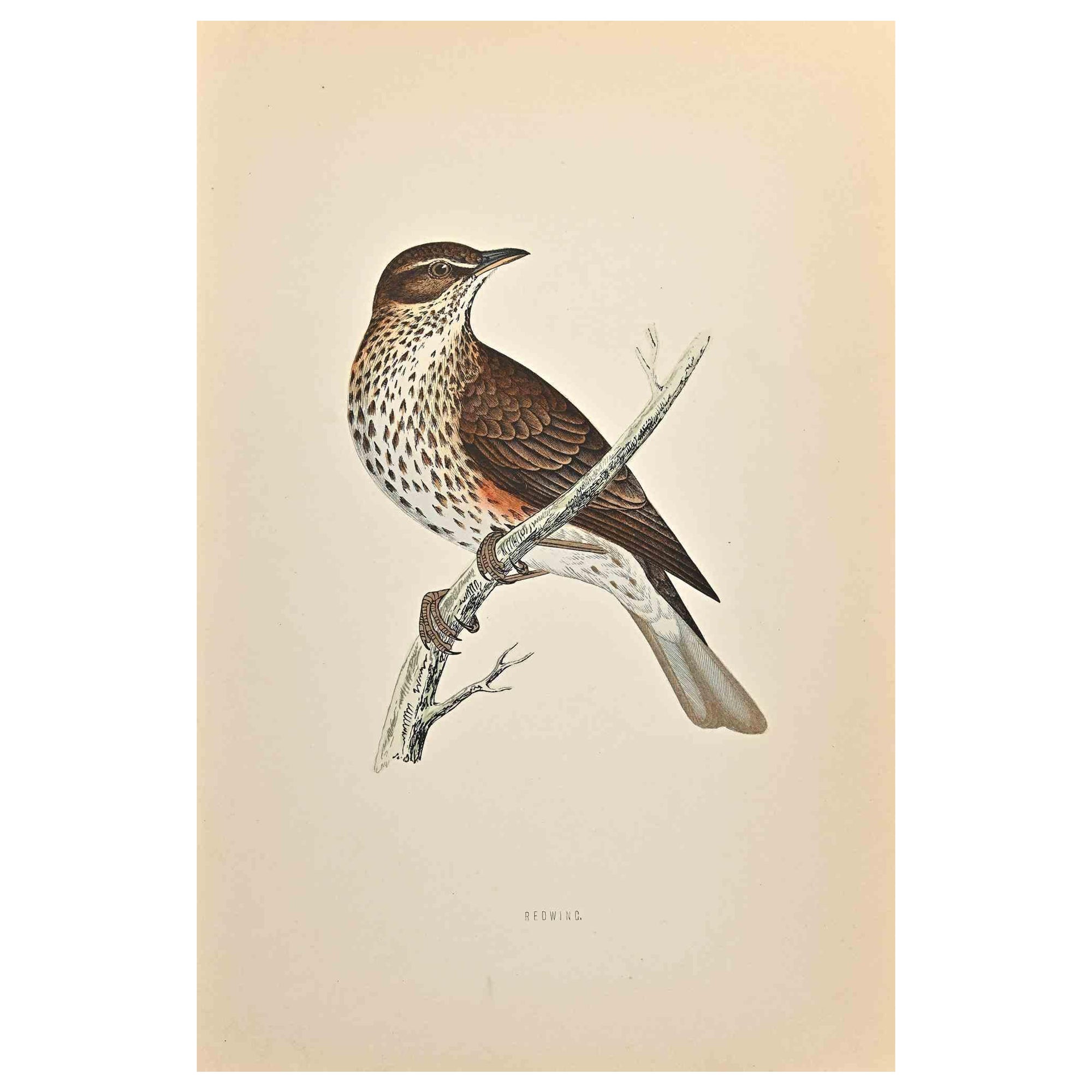 Redwing - Grabado xilográfico de Alexander Francis Lydon  - 1870