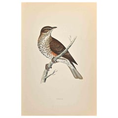 Redwing - Woodcut Print by Alexander Francis Lydon  - 1870