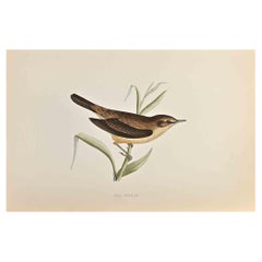 Reed Warbler - Impression sur bois d'Alexander Francis Lydon  - 1870
