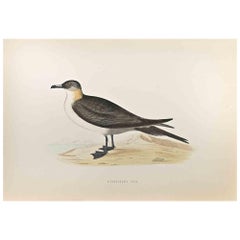 Richardson's Skua - Woodcut Print by Alexander Francis Lydon  - 1870