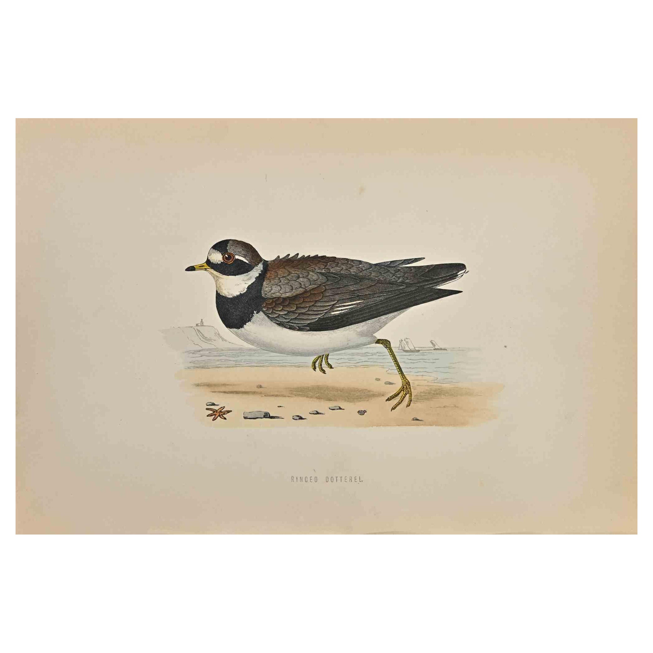 Ringed Dotterel - Woodcut Print by Alexander Francis Lydon  - 1870