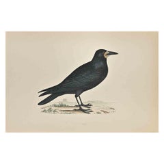 Rook - Woodcut Print by Alexander Francis Lydon  - 1870