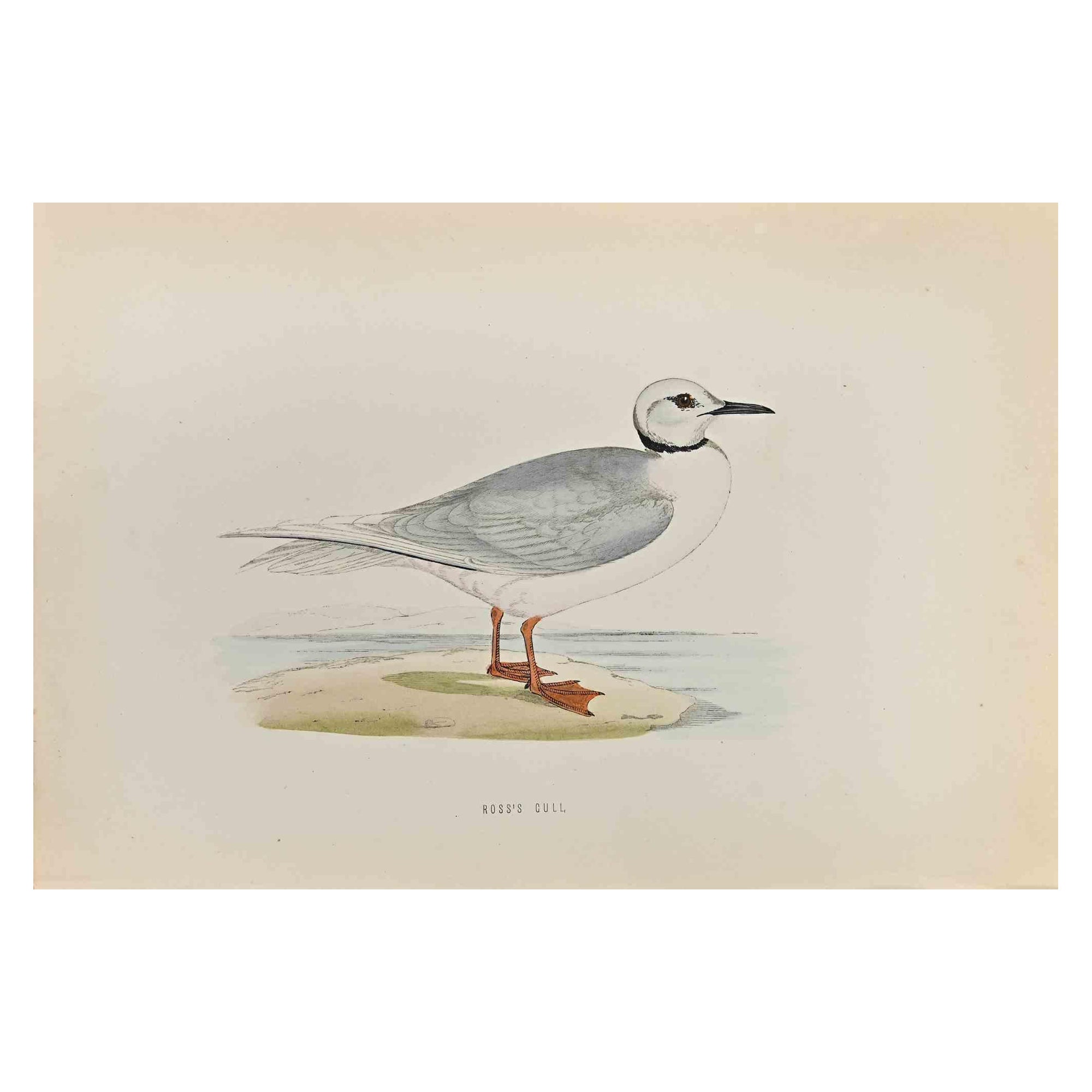 Gaviota de Ross - Grabado xilográfico de Alexander Francis Lydon  - 1870