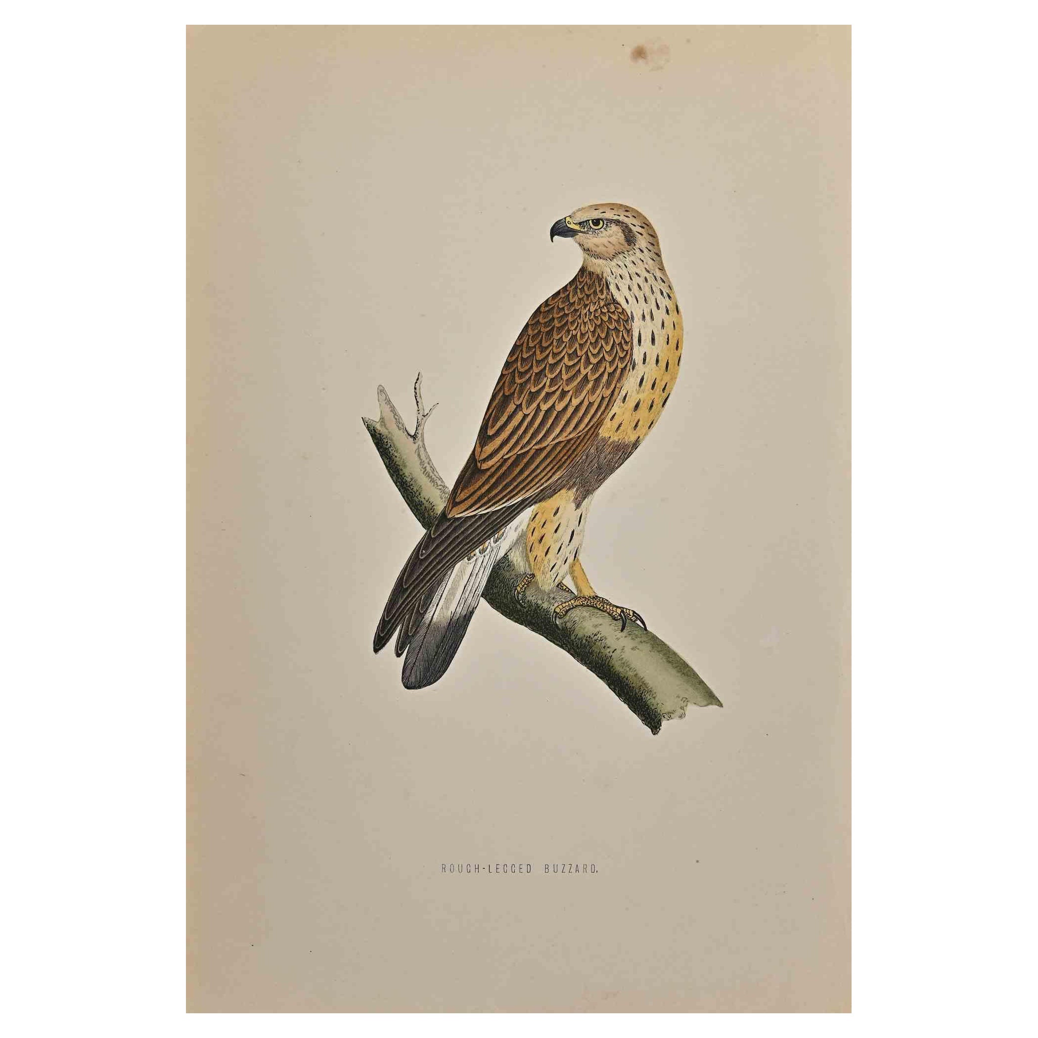 Rough-Legged Buzzard – Holzschnitt von Alexander Francis Lydon  - 1870