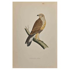Rough-Legged Buzzard - Woodcut Print by Alexander Francis Lydon  - 1870