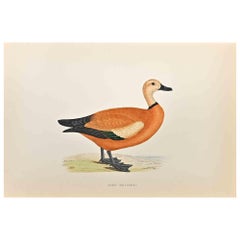Ruddy Shieldrake - Stampa xilografica di Alexander Francis Lydon  - 1870