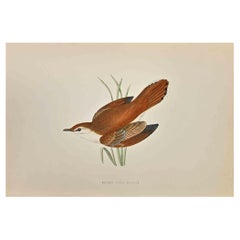 Rufous Sedge Warbler - Woodcut Print by Alexander Francis Lydon  - 1870