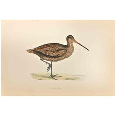 Beccaccino di Sabine  - Stampa xilografica di Alexander Francis Lydon  - 1870