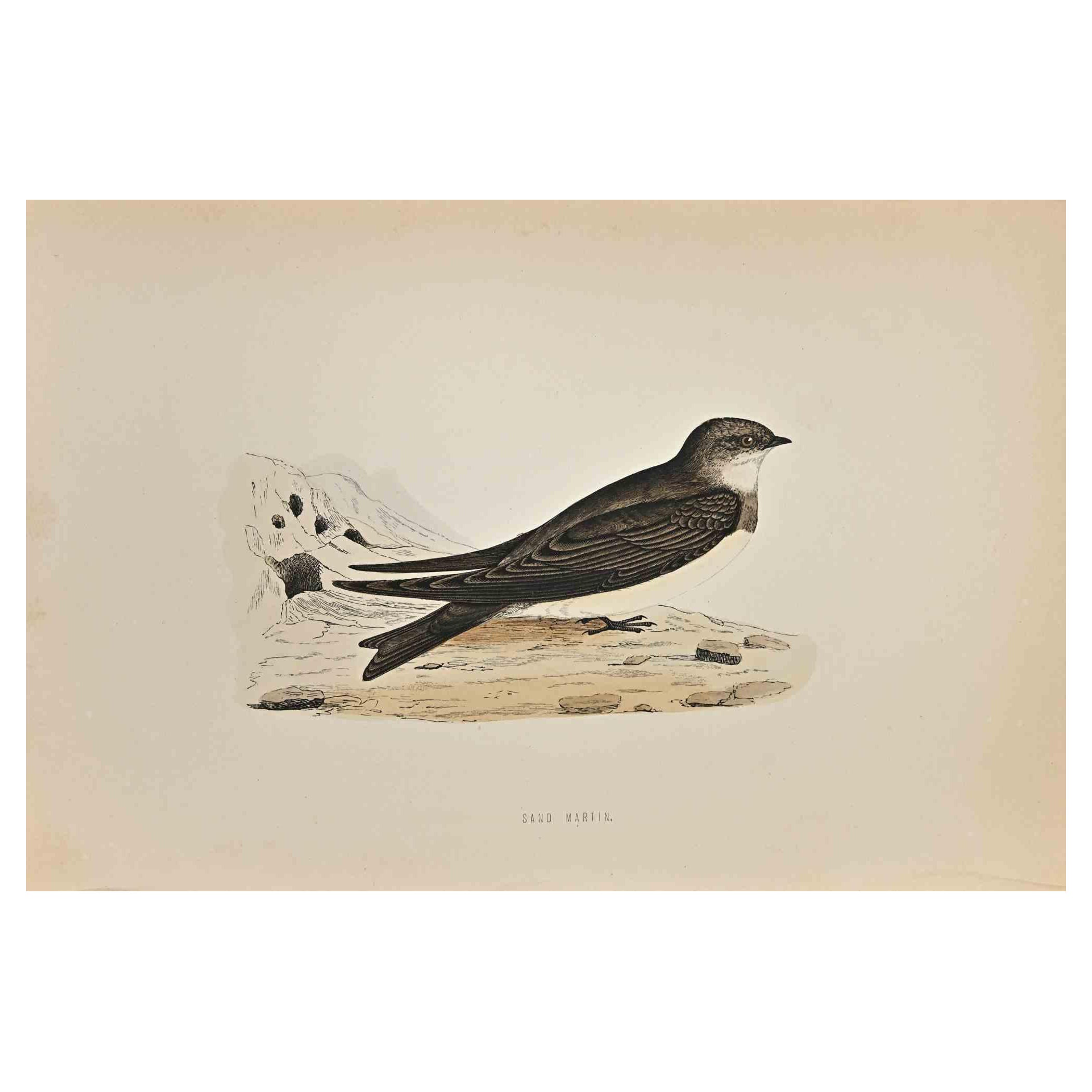 Sand Martin - Grabado xilográfico de Alexander Francis Lydon  - 1870