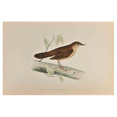 Warbler de Savi - Impression sur bois d'Alexander Francis Lydon  - 1870