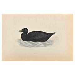 Scoter - Stampa xilografica di Alexander Francis Lydon  - 1870