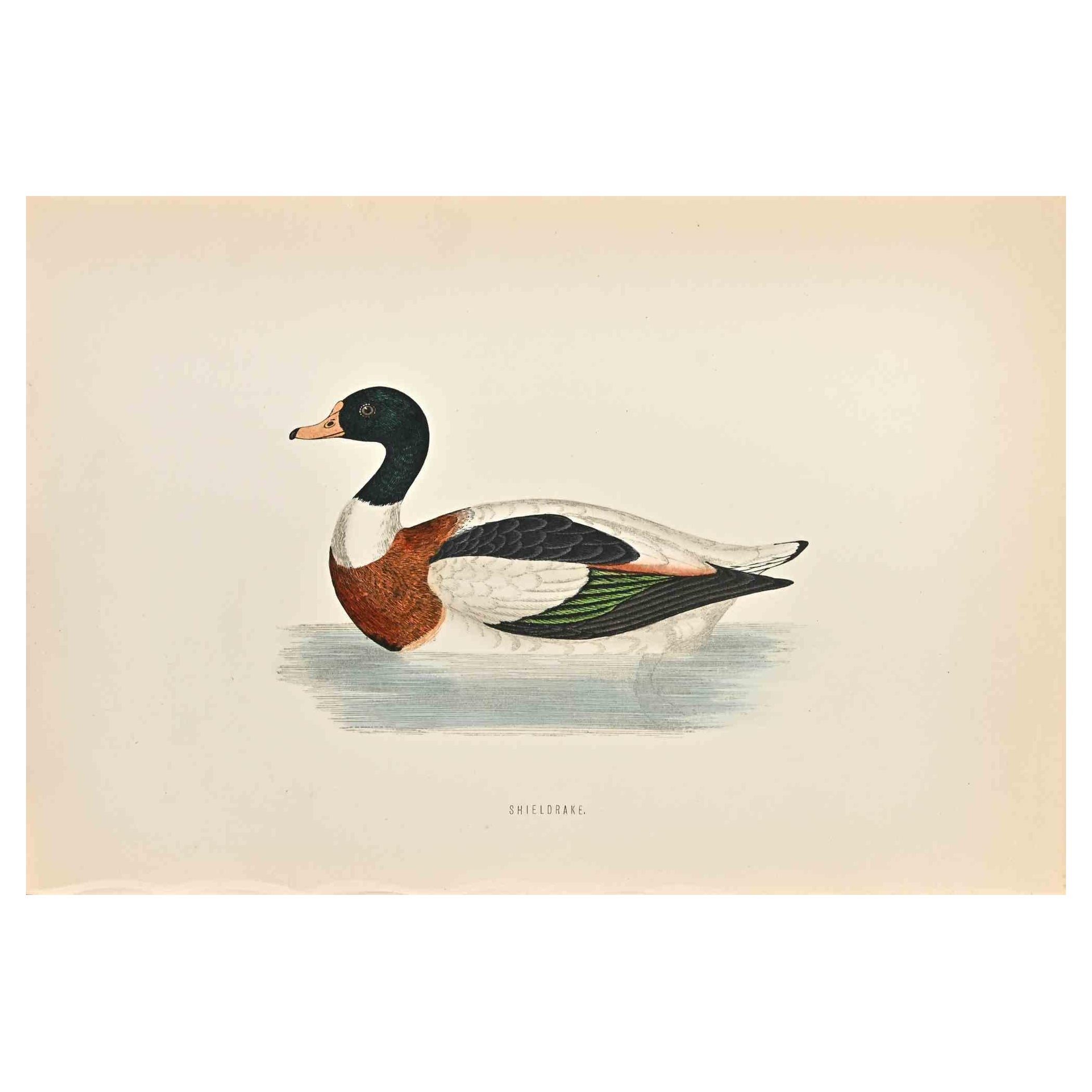 Shieldrake - Impression sur bois d'Alexander Francis Lydon  - 1870