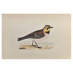 Allodola di mare - Stampa xilografica di Alexander Francis Lydon  - 1870