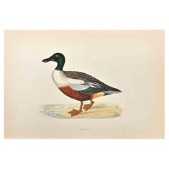 Sparviero - Stampa xilografica di Alexander Francis Lydon  - 1870