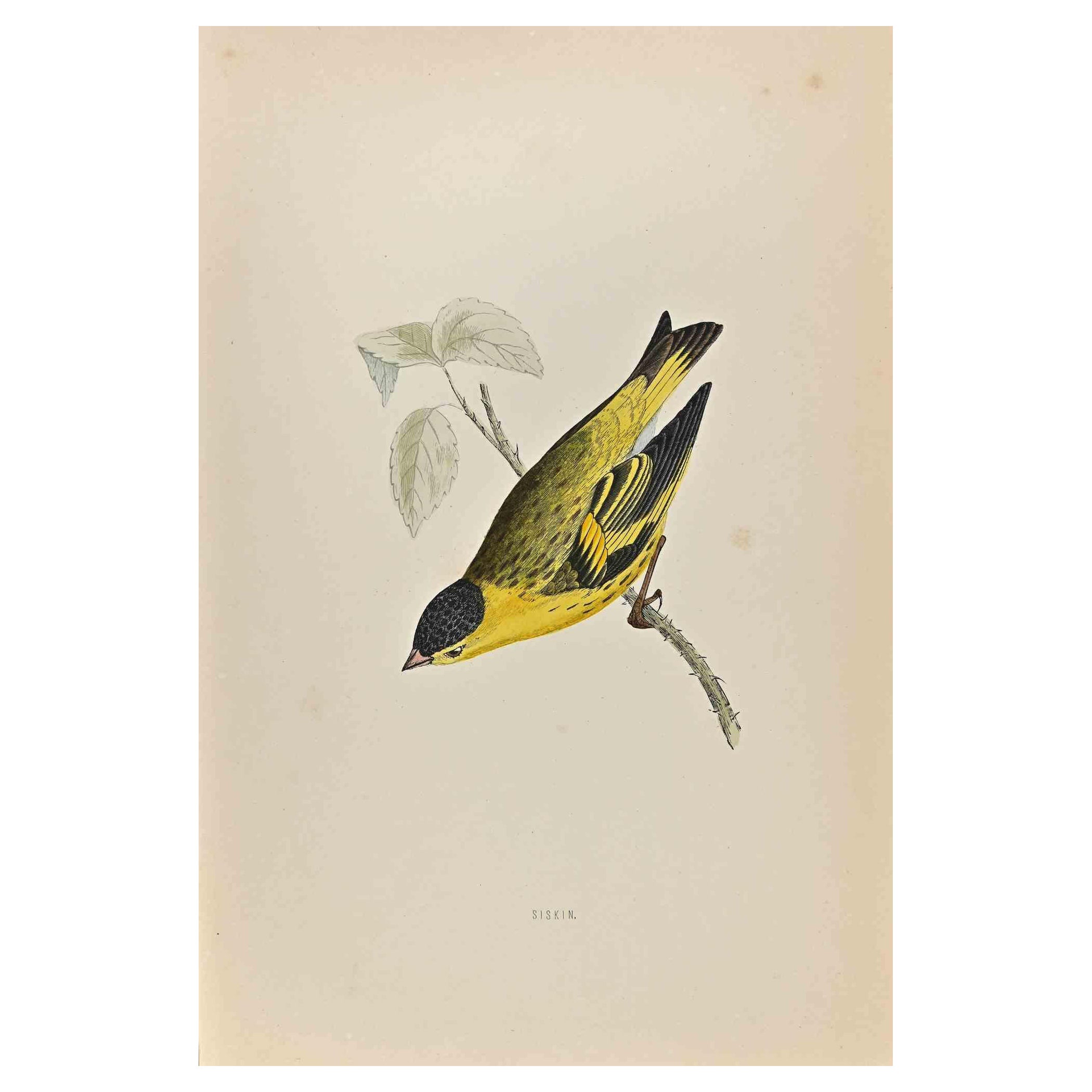 Siskin - Imprimé gravure sur bois d'Alexander Francis Lydon  - 1870