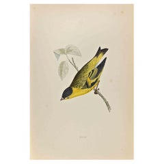 Siskin - Imprimé gravure sur bois d'Alexander Francis Lydon  - 1870