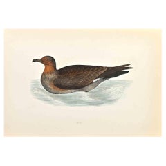 Skua - Woodcut Print by Alexander Francis Lydon  - 1870