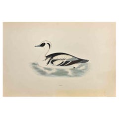 Smew - Woodcut Print by Alexander Francis Lydon  - 1870