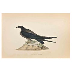 Rondine dalla coda dorsale - Stampa xilografica di Alexander Francis Lydon  - 1870