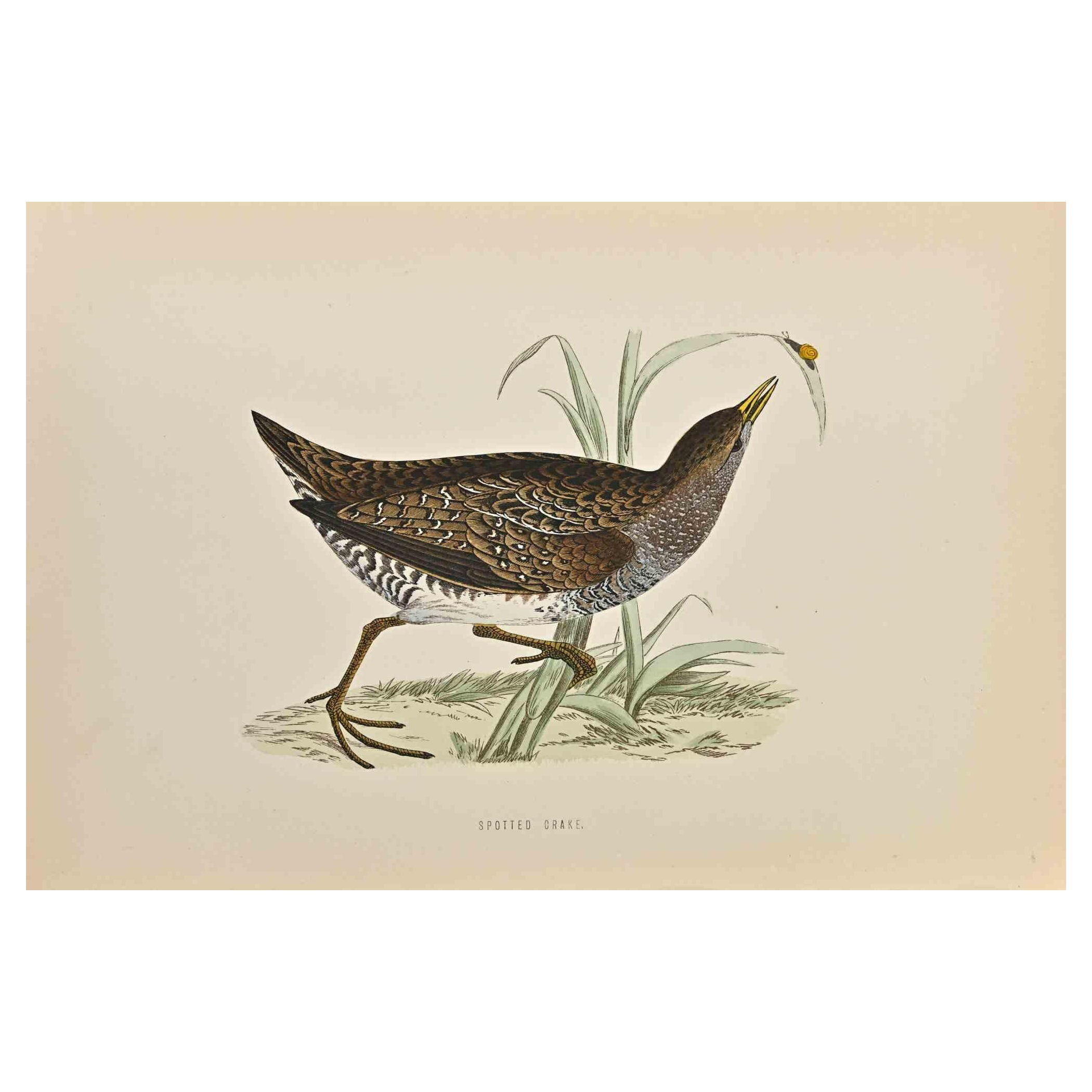Crake tacheté - Impression sur bois d'Alexander Francis Lydon  - 1870